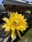 Preview: Trichocereus shaferi